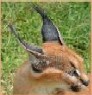 Shizuru